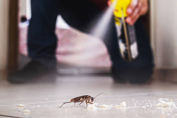 Reliable Rosewood Heights, IL Pest Control Solutions