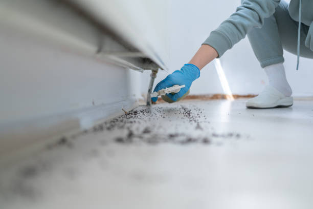 Best Exterminator Services  in Rosewood Heights, IL